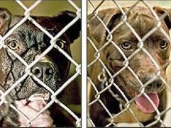 I love my Pit Bull dogs