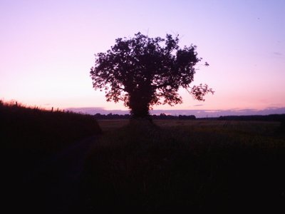 Dreamfullofzen photo