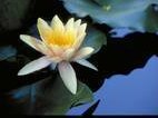 Illusion on a Lily