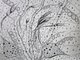 Intricate