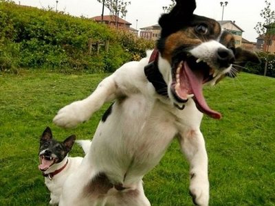 Good Dog!