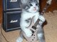Rockin little kitty