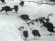 wild turkeys on the farm in soldiers grove wisconsin