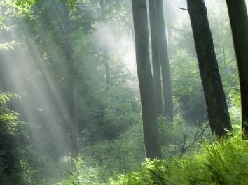 "Cathedral Forest".Image courtesy of Dan/freedigitalphotos.net.