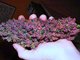 DA PURPLE KINE