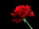 This is a red rose with style 