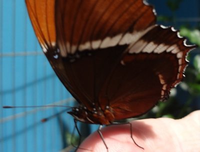 Rich & Angel Butterfly