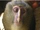 Distant Relative