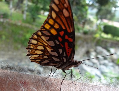 Angel Butterfly On Rich's Arm
