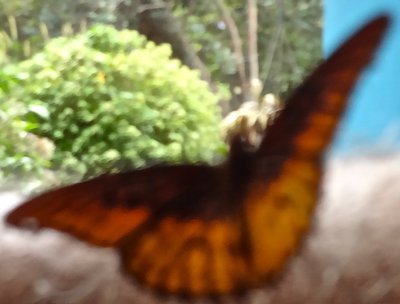 Beautiful Butterfly