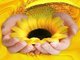 Learn from the Sunflower :)