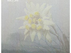 B-machina / Miel Noir—Weiss 2008