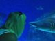 shark kiss