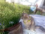 Stalin the cat surveying his empire