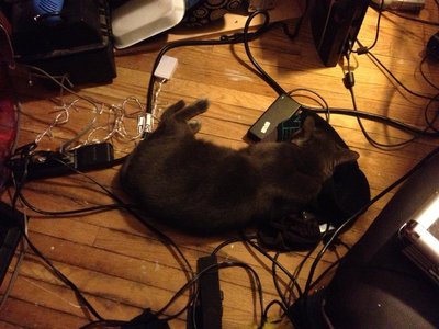 this is ninja and she luvs my tracks ;) if your pets stay in the room your doing something right