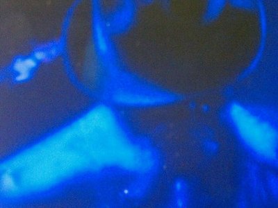 Blue T