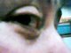 Eye see you