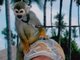 Shock the Monkey.....