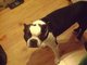 My Boy Snoopy