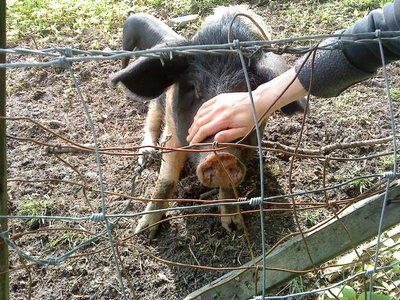 The pig
