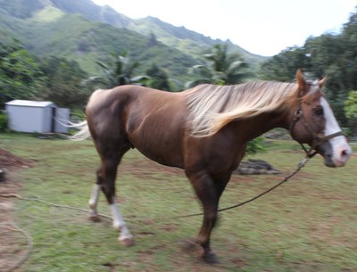 Horses Are Beautiful Creatures