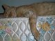 sunny cat