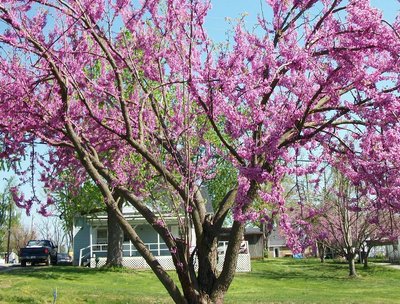 Kentucky Country photo