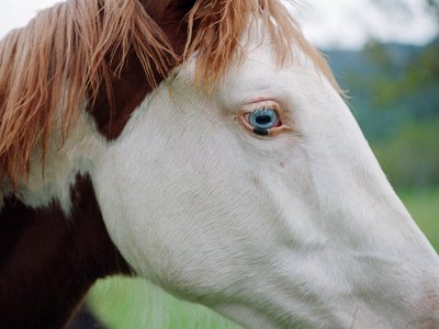 BLUE-EYED HORSE Â©2013 JOE BURULL
