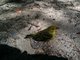 tweet