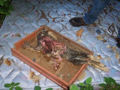 Voices of the Dead photo