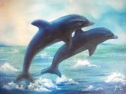Dolphins day