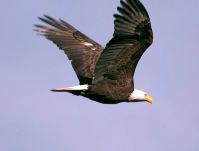 PUBIC BALD EAGLE
