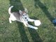 one of my pets. her name is MIA, shes beatuiful!
