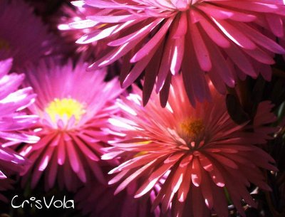 CrisVola photo