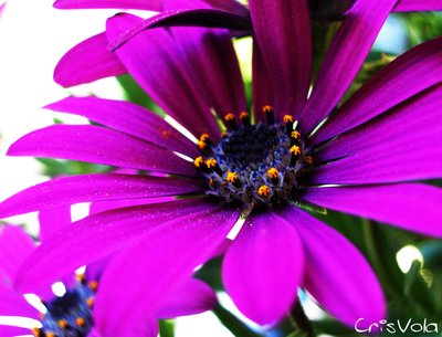 CrisVola photo