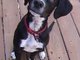 I have a Red Collar