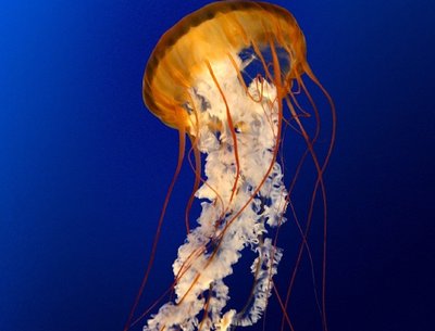 Adam Faigen photo