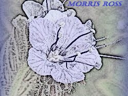 Morris Ross photo