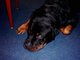 Cujo, gone but not forgotten