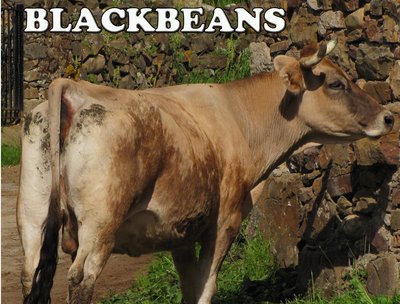BLACK BEANS photo
