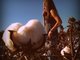 cotton field home 2