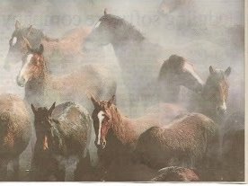 wild horses couldnt drag me away from you