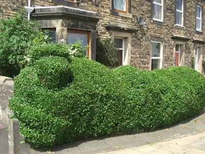 THe hedge from 'The Hedge Song'