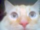 This is My Cat Piggington.