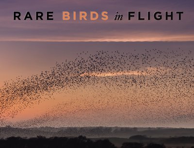 Rare Birds in Flight new EP