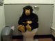 the monkey