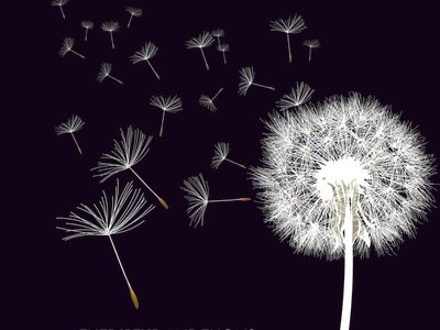The Dirty Dandelions photo