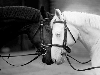 JIMY GRAHAM photo