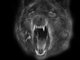 www.badwolfsouth.com