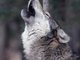 WWW.BADWOLFSOUTH.COM